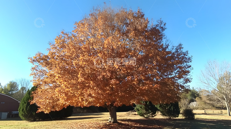 秋天的大树3