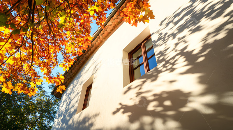 秋天彩色的枝叶2