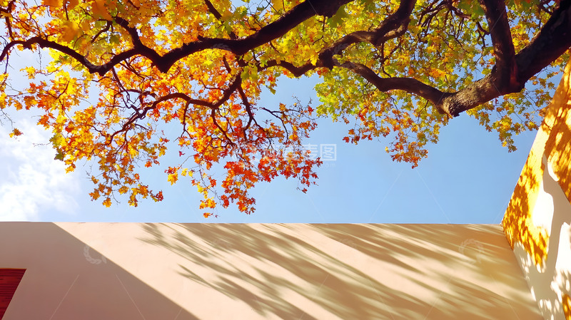 高清大图下载【趣麦麦图】秋天彩色的枝叶3