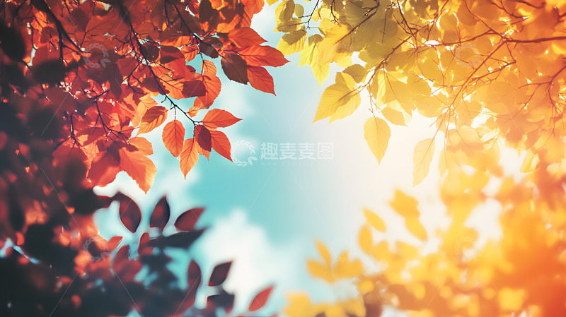 高清大图下载【趣麦麦图】秋天彩色的枝叶8