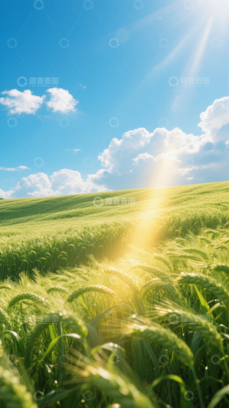 高清大图下载【趣麦麦图】麦田阳光背景3