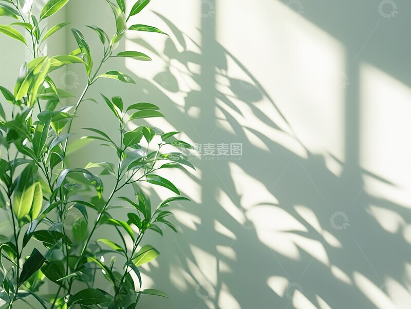 高清大图下载【趣麦麦图】极简室内空间白净背景绿植光影设计：自然阳光透过窗户的清新氛围，适用于现代家居杂志、装修灵感图、舒适空间场景及静物艺术背景1