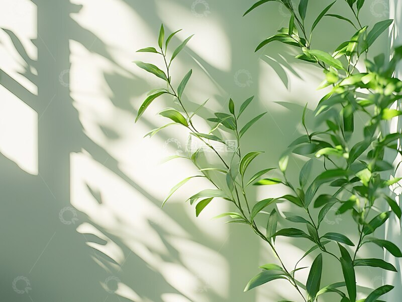 高清大图下载【趣麦麦图】极简室内空间白净背景绿植光影设计：自然阳光透过窗户的清新氛围，适用于现代家居杂志、装修灵感图、舒适空间场景及静物艺术背景2