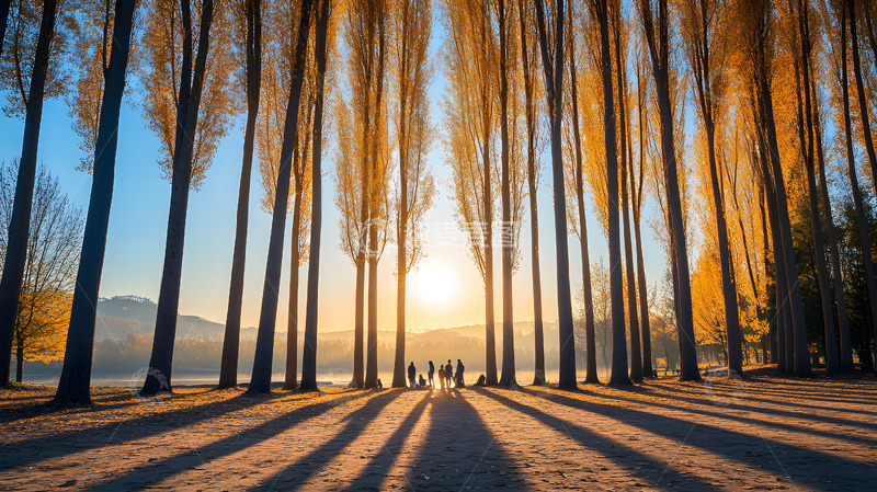 秋天的大树阳光