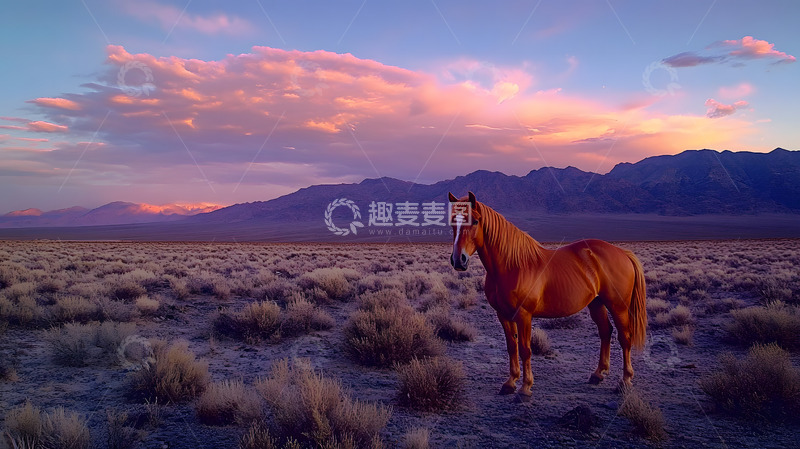 高清大图下载【趣麦麦图】草原上的马儿5