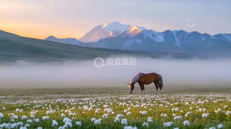 高清大图下载【趣麦麦图】草原上的马儿1