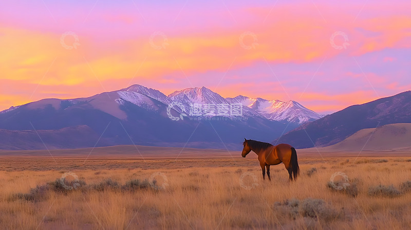 高清大图下载【趣麦麦图】草原上的马儿2