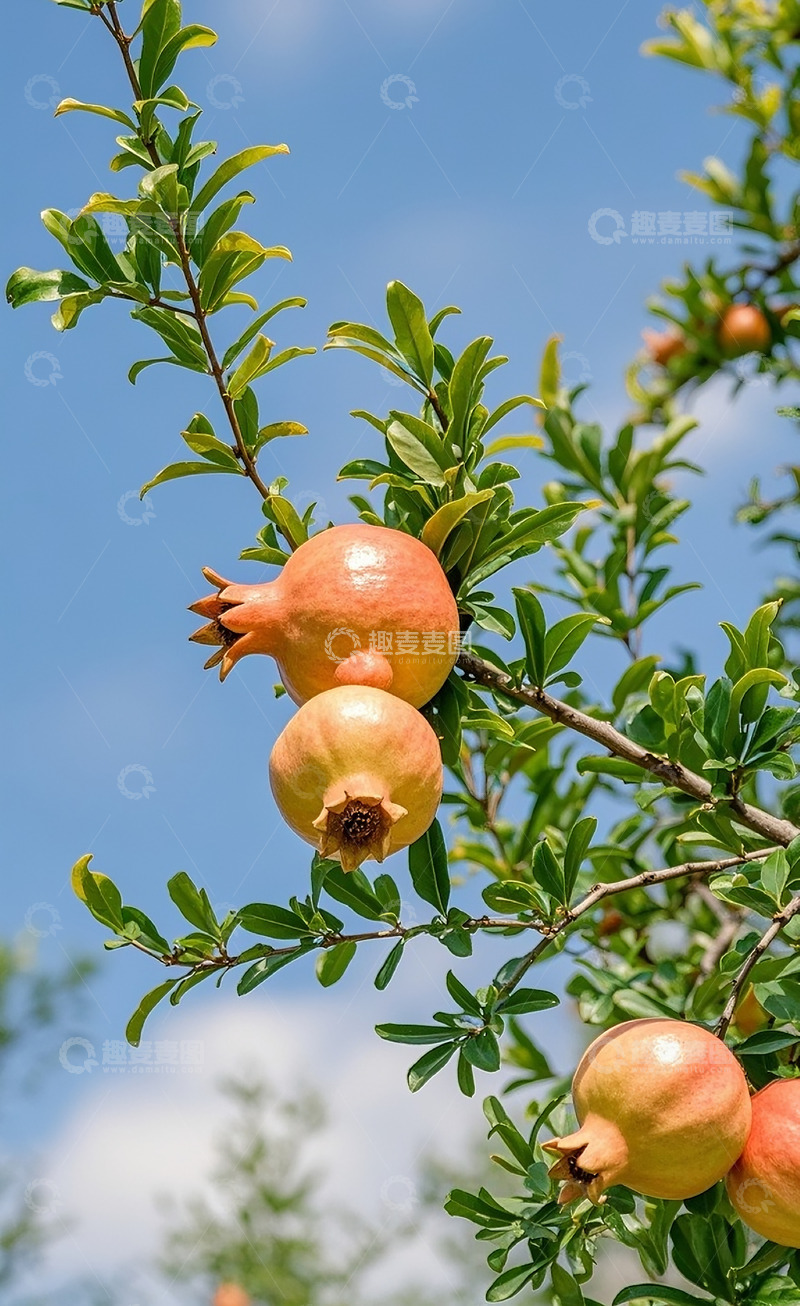 高清大图下载【趣麦麦图】新鲜石榴1