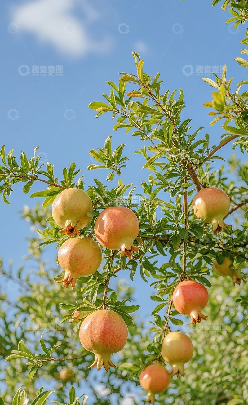 高清大图下载【趣麦麦图】新鲜石榴30