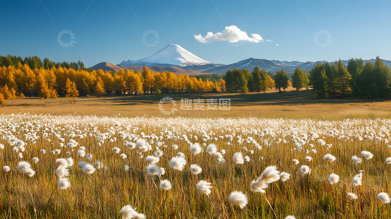 高清大图下载【趣麦麦图】秋冬户外的狗尾巴草