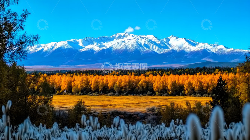 高清大图下载【趣麦麦图】秋冬户外的狗尾巴草1