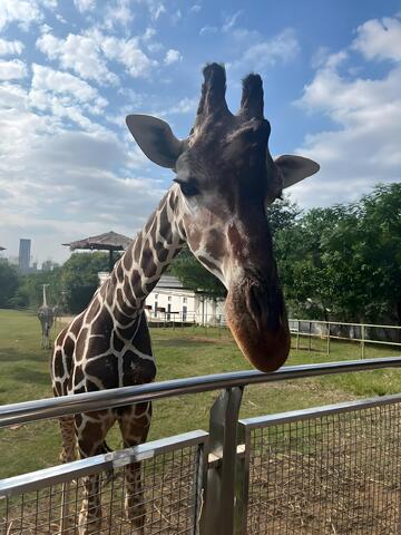 动物园里的长颈鹿实拍特写