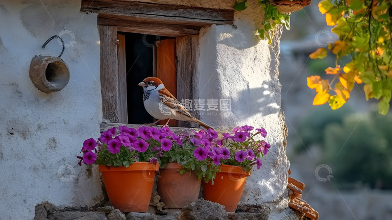 高清大图下载【趣麦麦图】站在花盆上的小鸟2