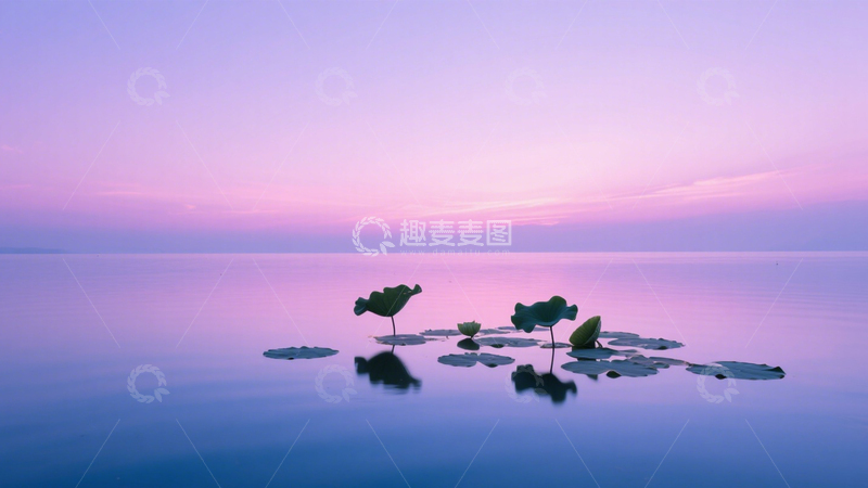 高清大图下载【趣麦麦图】睡莲湖景宁静背景4