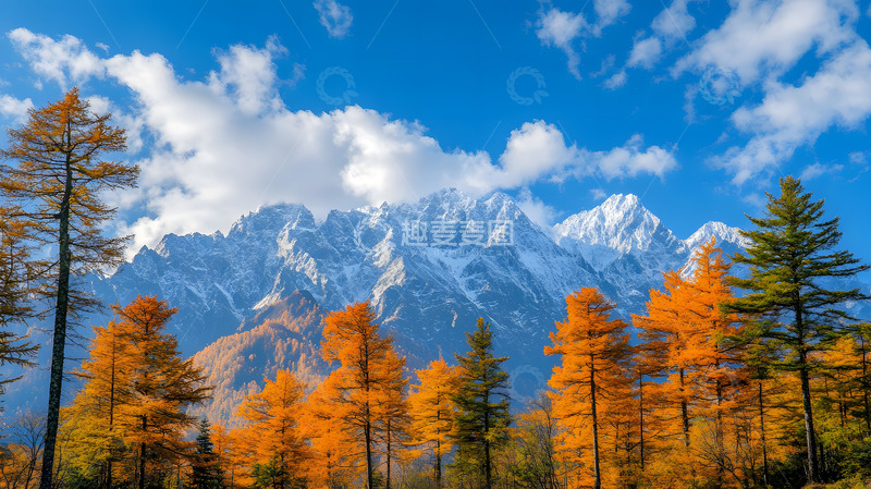 高清大图下载【趣麦麦图】秋冬雪山下的森林4