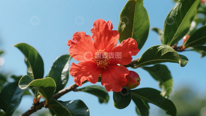 高清大图下载【趣麦麦图】石榴花绿叶背景2