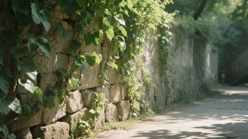 古墙绿植宁静背景3