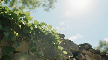 古墙绿植宁静背景4