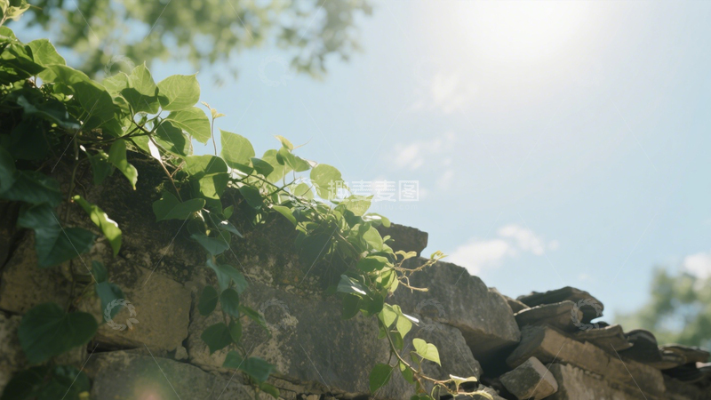 高清大图下载【趣麦麦图】古墙绿植宁静背景4
