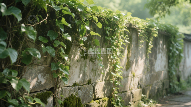 高清大图下载【趣麦麦图】古墙绿植宁静背景1