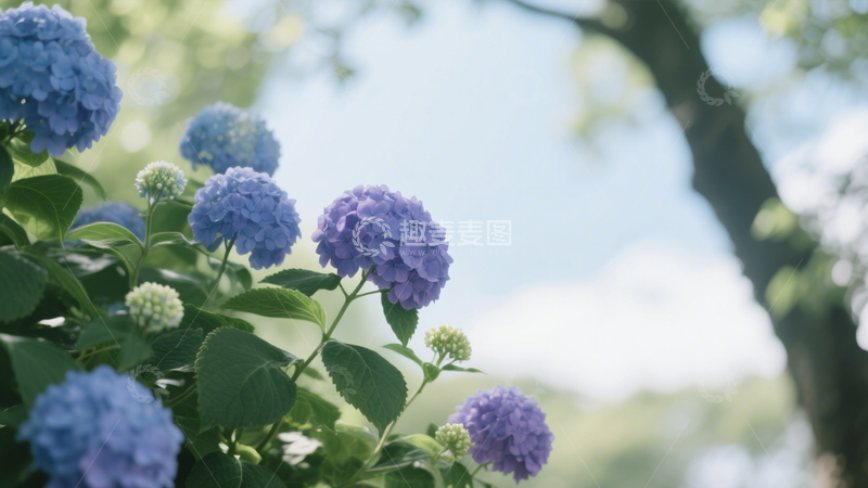 高清大图下载【趣麦麦图】绣球花自然背景2