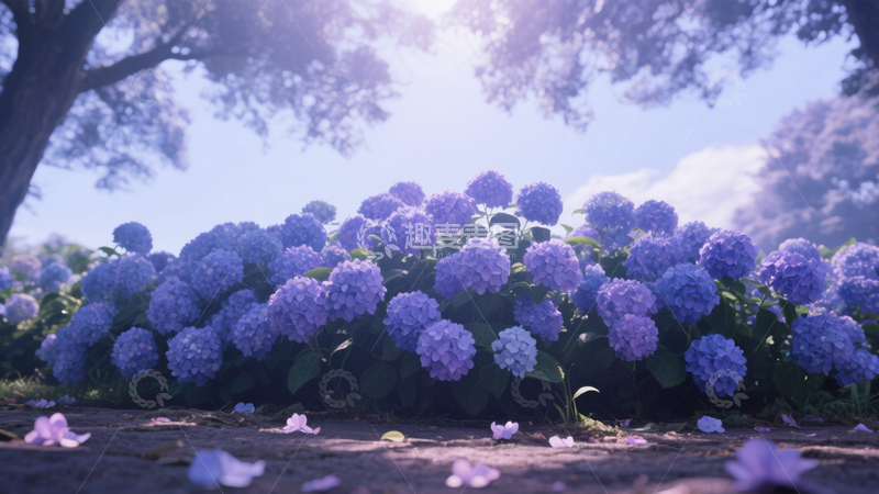 高清大图下载【趣麦麦图】绣球花自然背景3