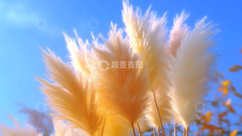 高清大图下载【趣麦麦图】秋日的芦苇