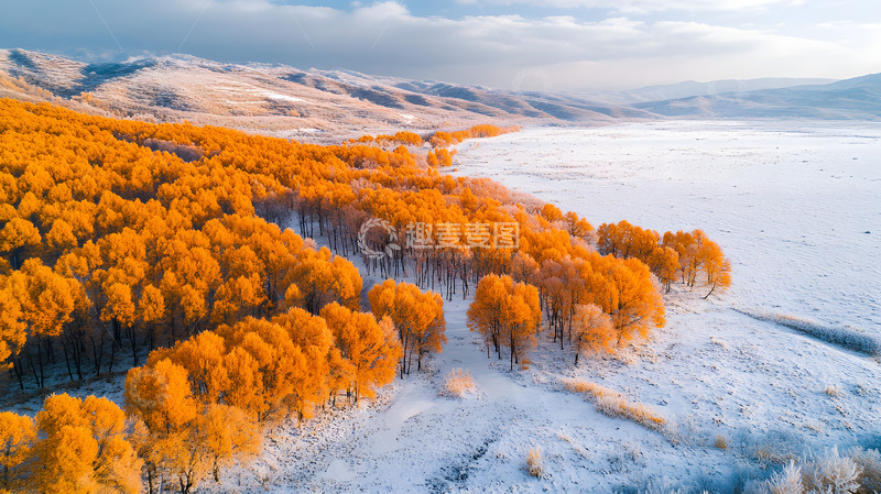高清大图下载【趣麦麦图】冬季的雪地枫叶1