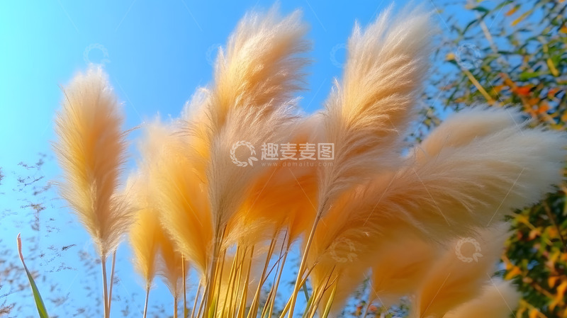 高清大图下载【趣麦麦图】秋日的芦苇1