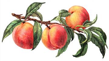 水果  桃子  新鲜1