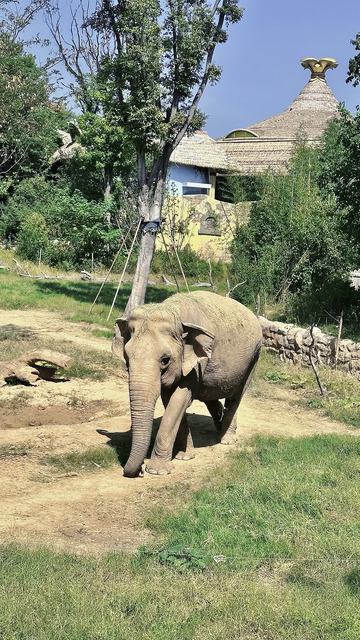 大象自然动物园摄影