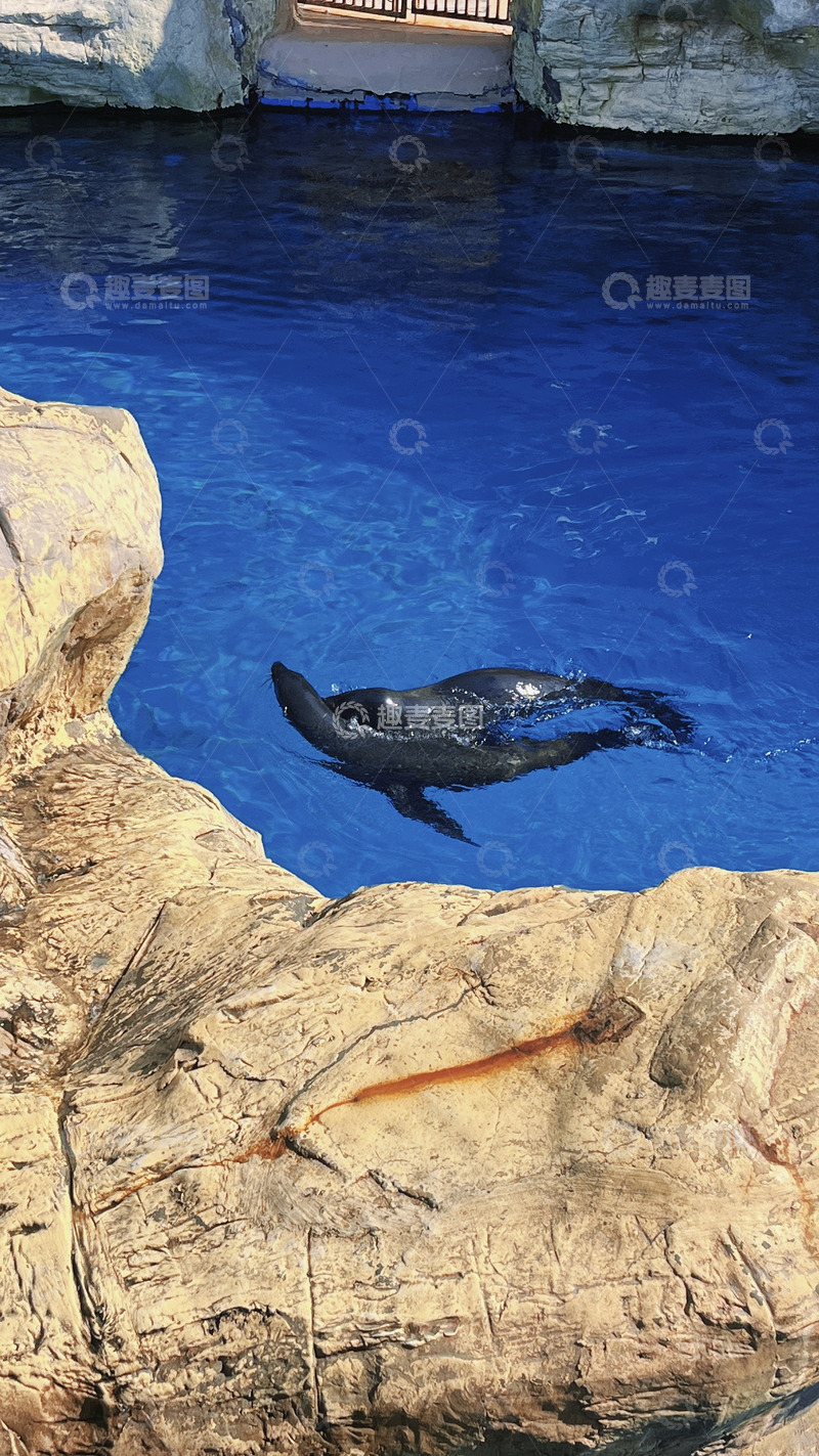 高清大图下载【趣麦麦图】成对海豹 