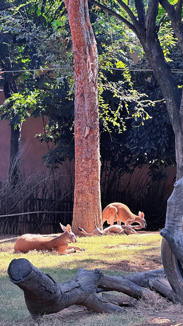 袋鼠自然动物园摄影