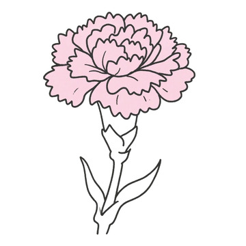 花朵康乃馨线稿免抠元素1