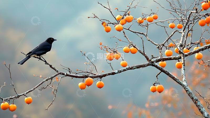 高清大图下载【趣麦麦图】秋天站在枝头上的小鸟4