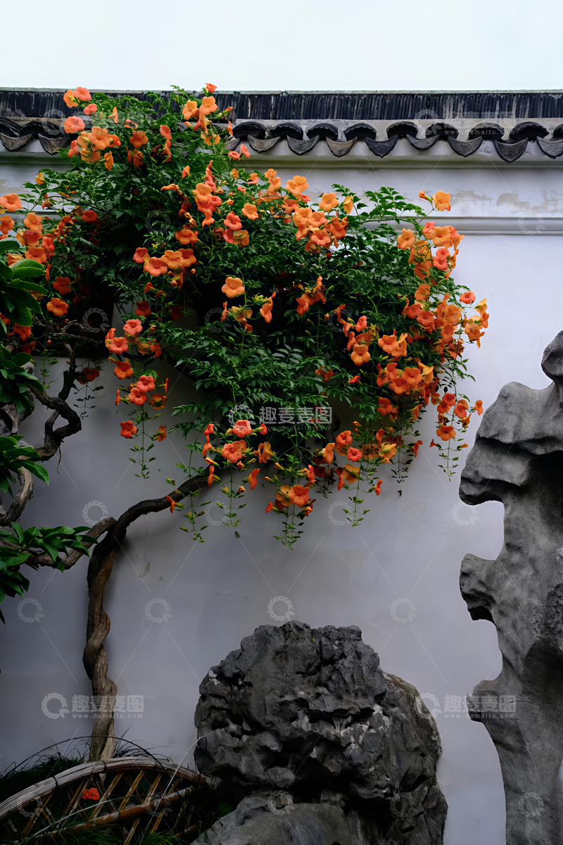 高清大图下载【趣麦麦图】白墙花树假山
