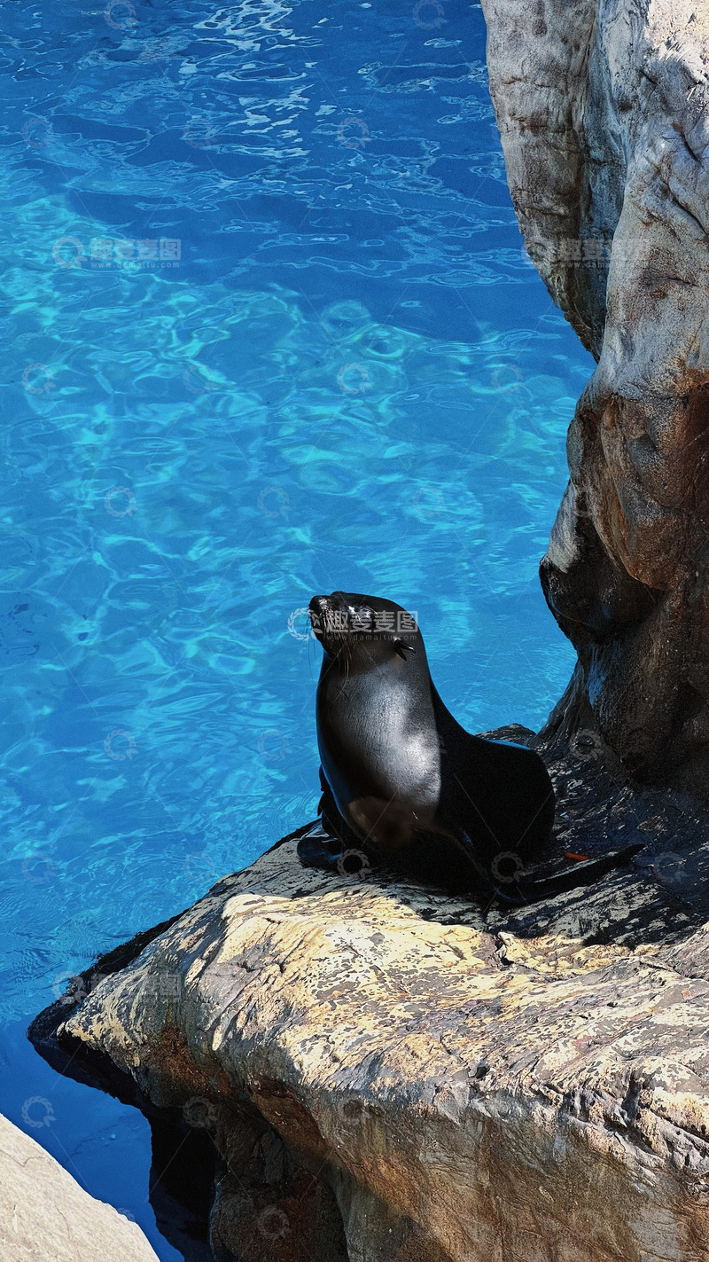 高清大图下载【趣麦麦图】单个海豹