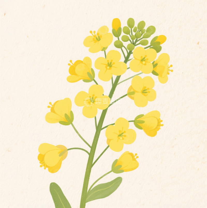 高清大图下载【趣麦麦图】卡通水彩手绘油菜花素材1