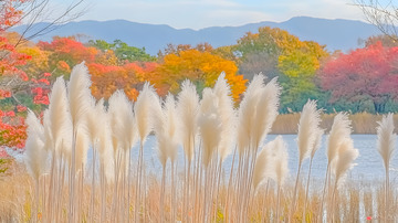 秋冬野外的芦苇2