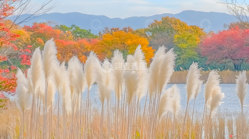 高清大图下载【趣麦麦图】秋冬野外的芦苇2