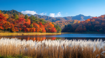 秋冬野外的芦苇
