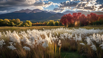 秋冬野外的芦苇4