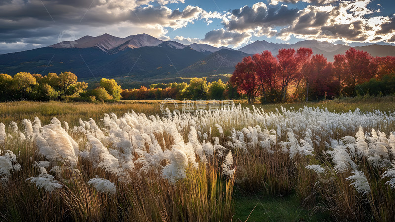 高清大图下载【趣麦麦图】秋冬野外的芦苇4