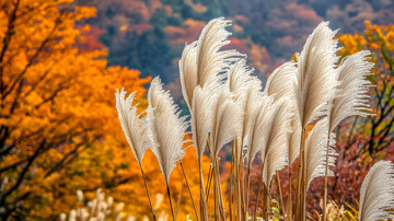 秋冬野外的芦苇3