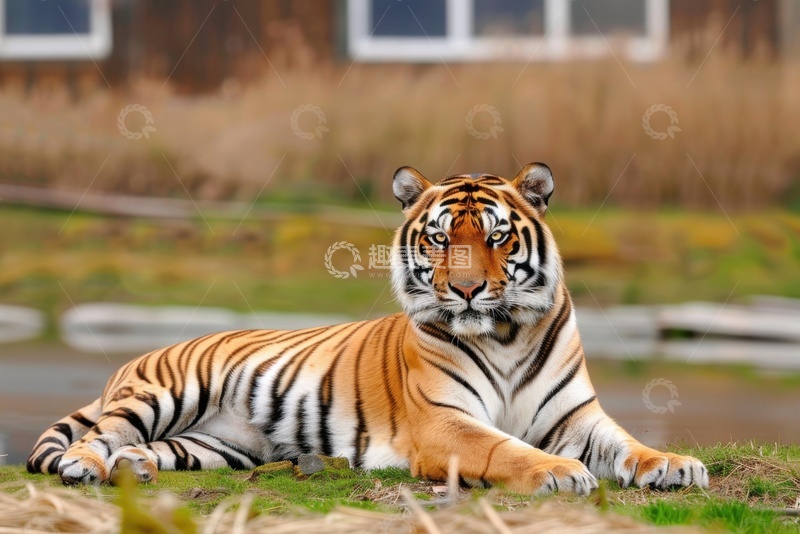 高清大图下载【趣麦麦图】趴在草地上的一只老虎