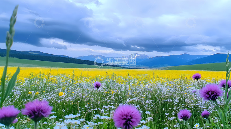 高清大图下载【趣麦麦图】山间草地上的小花1