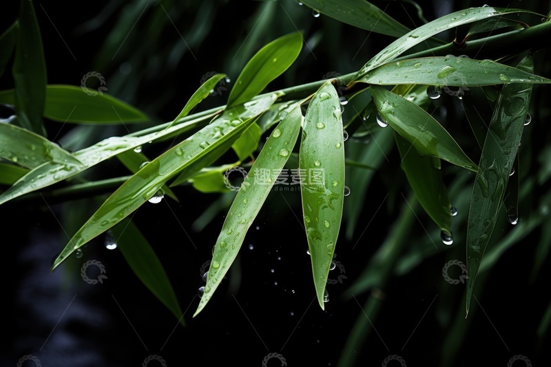 高清大图下载【趣麦麦图】竹叶植物露水摄影