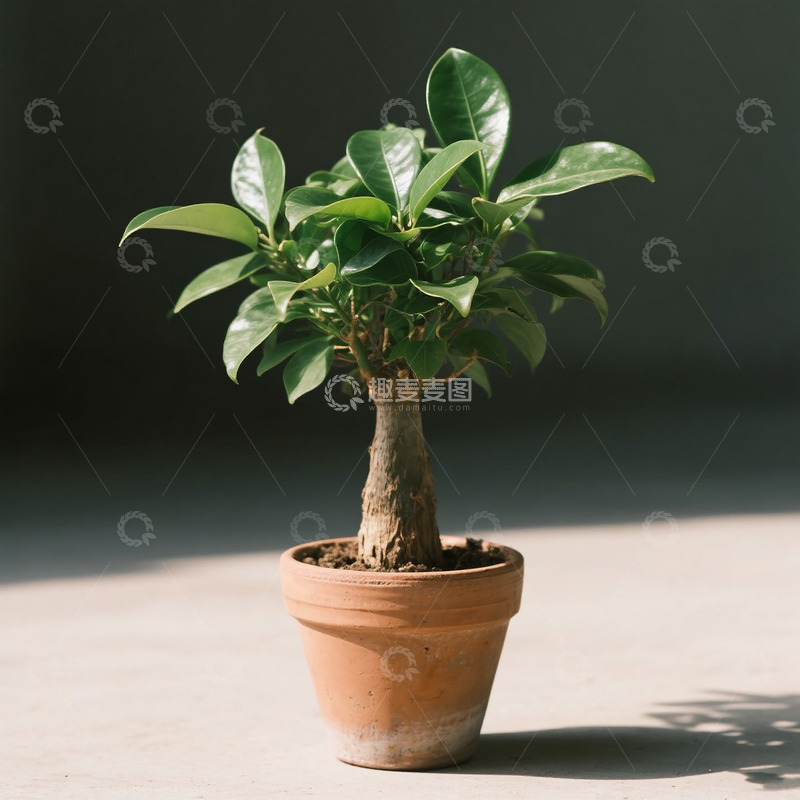 高清大图下载【趣麦麦图】-驱蚊草绿植 阳台花卉四季好养 驱蚊净化空气植物