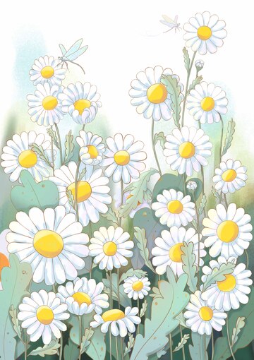 x夏日洋甘菊绘画