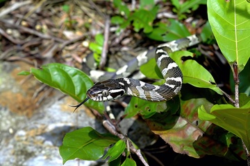 森林里的一条毒蛇